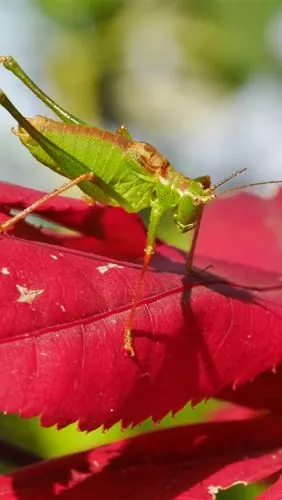 蝈蝈,红叶,昆虫