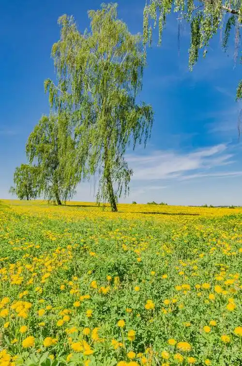 美丽的风景黄田草地蒲公英花在春天蓝天和绿草在晴天