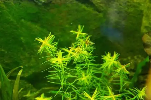 十字牛顿草发黑是怎么回事 - 水草种植 - cta南美水族 - powered by