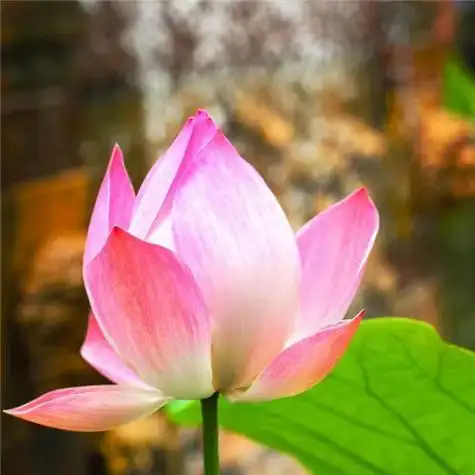 131张最漂亮荷花大全头像 唯美适合做头像的荷花图片_微信头像_头像屋