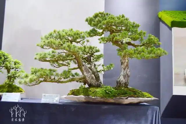 黑松丛林盆景细节欣赏浙江李晓波中国盆景艺术大师作品