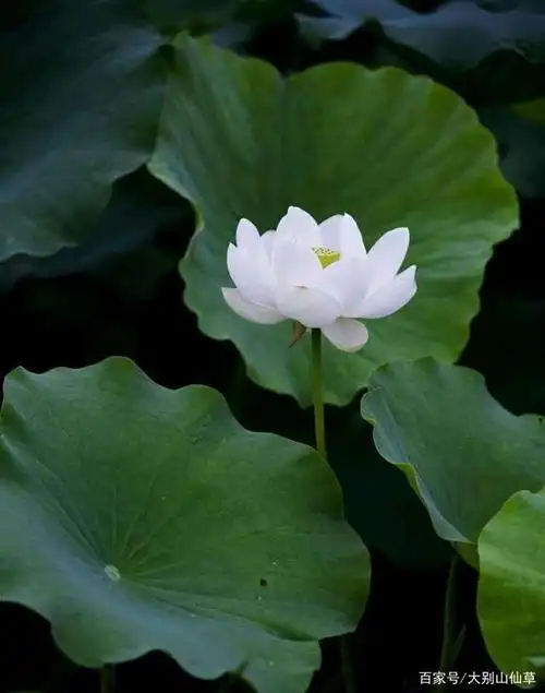 梦中的那一朵 白莲花 没有哀伤 也无需忧戚 愿我心灵的清露 把你滋养