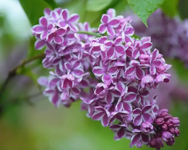 丁香花,美丽 iphone 壁纸