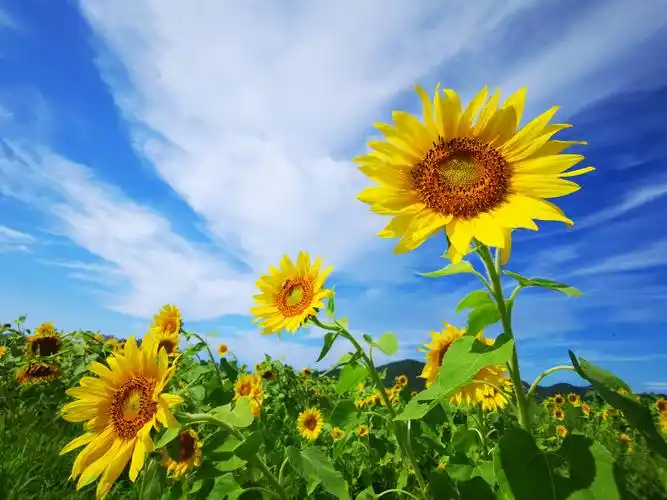 威海张村镇南山向日葵花海灿烂芳香