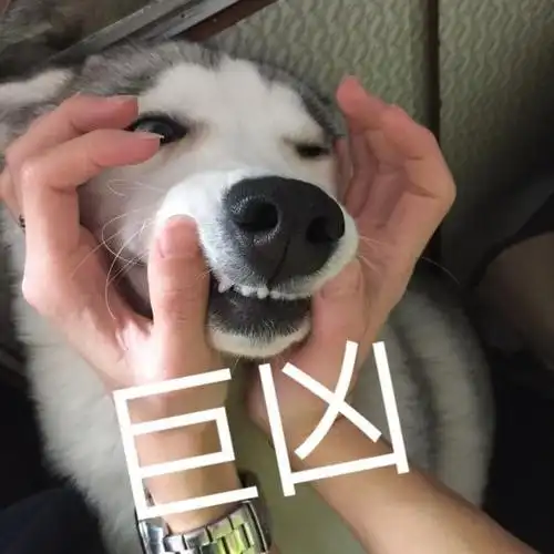 狗狗汪星人扒嘴巨凶gif动图_动态图_表情包下载_soogif