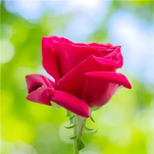 美丽鲜花头像图片