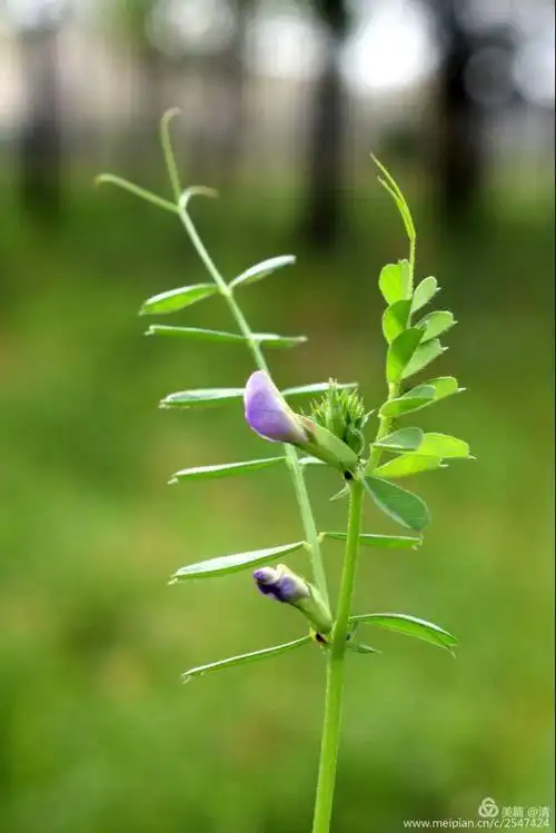 野豌豆       ——比菜地里豌豆花更为精致细巧,是我们把自家的豌豆