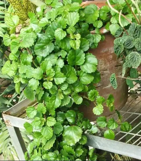 长齿多叶香茶菜词条图册_百度百科