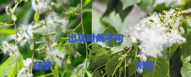 杨絮和柳絮的区别:本质区别,传播距离不同,出现时间不同,蜜腺不同