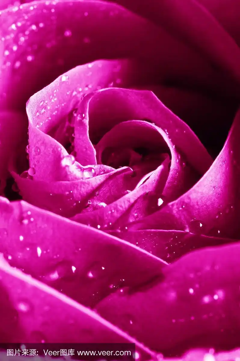 美丽的紫粉色玫瑰