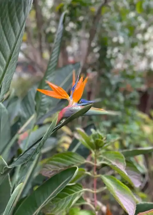 天堂鸟今年开花早