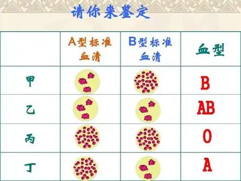 七下生物[输血与血型]课件ppt