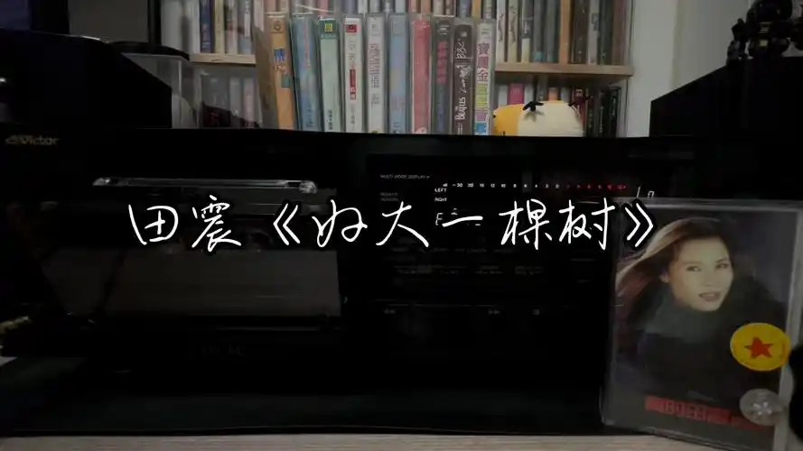 田震《好大一棵树》