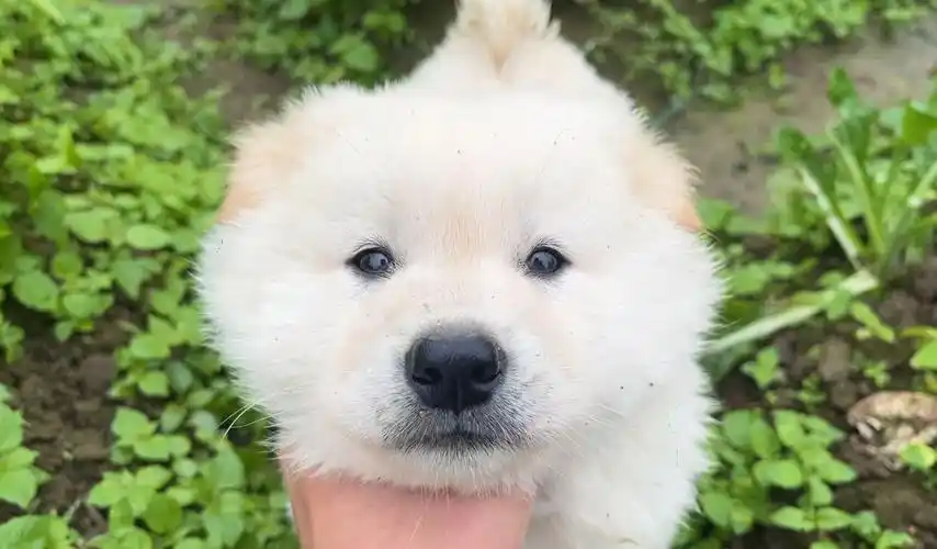 带小奶狗到菜地玩,小家伙萌翻了