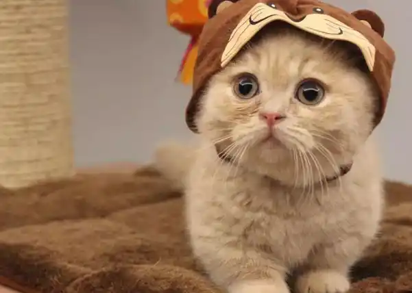 下面我们就来说一说当今世界上存在的几种非常可爱的猫咪品种,一起来