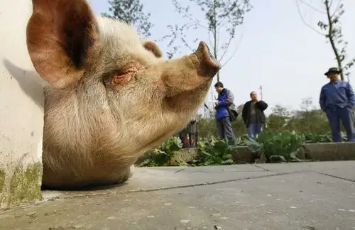 14岁猪坚强去世一生经历3个猪周期猪价高低起伏市场规模近900亿