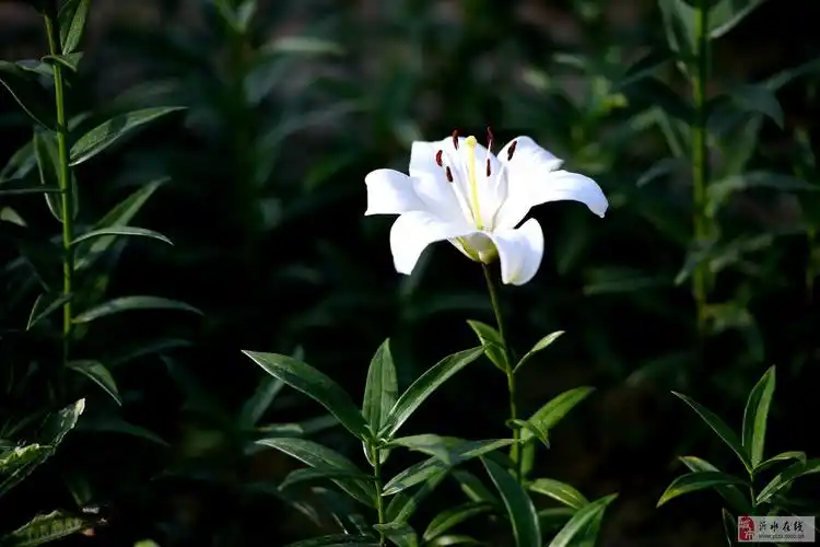百合谷中花争艳