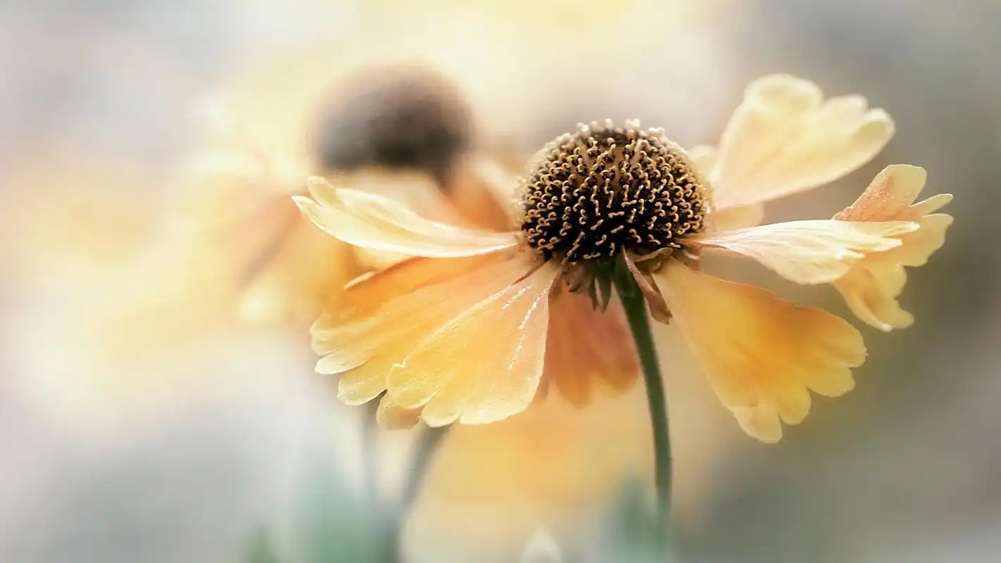 黄色花朵清新唯美植物电脑桌面壁纸