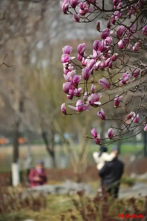 公园赏美景春风花草香