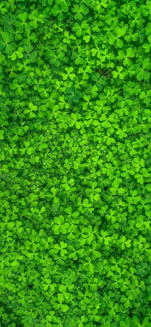 来一波"舒适养眼"的绿色养眼的壁纸,让你放松下吧～,绿色养眼的壁纸