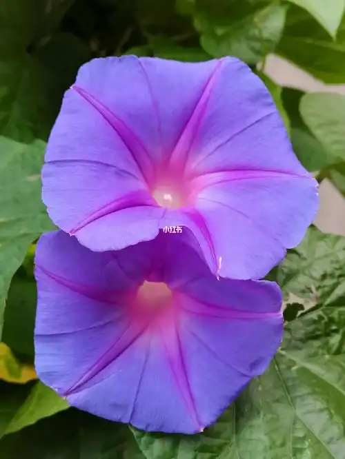 后花园的牵牛花盛开紫的耀眼