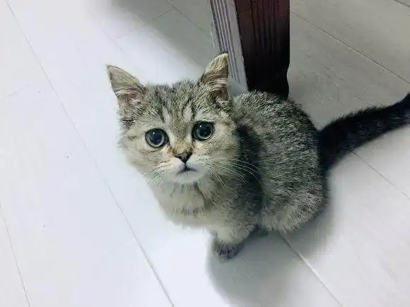 去花鸟市场,170元买下只英短猫串,喂养两个月后,噩梦就开始了