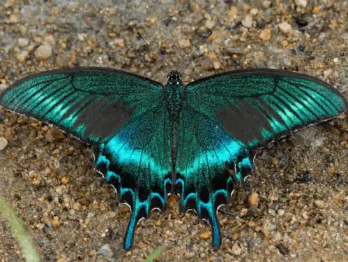 11:美凤蝶2:柑橘凤蝶4:红/白锯蛱蝶6:丝带凤蝶8:大帛斑蝶10:巴黎翠