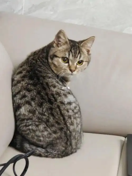 美短和蓝猫的结合体