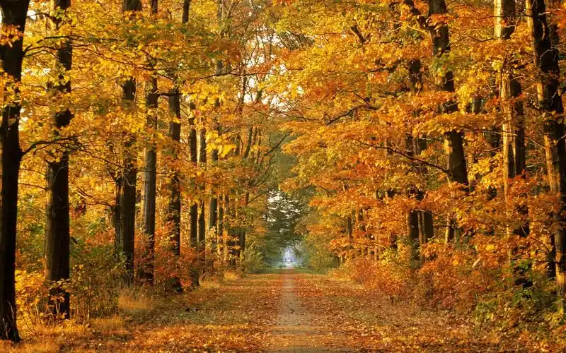 唯美秋日摄影壁纸_迷人的秋日美景