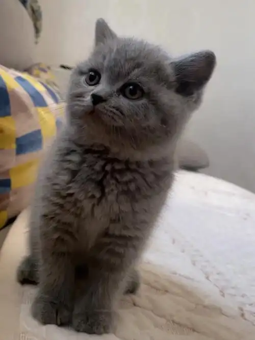 英短蓝猫