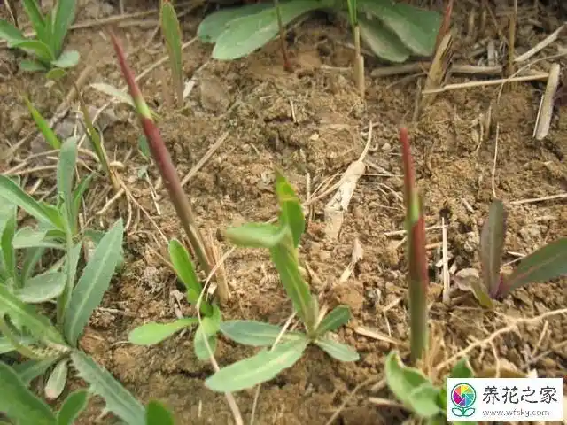 白茅根能治什么病?有什么作用