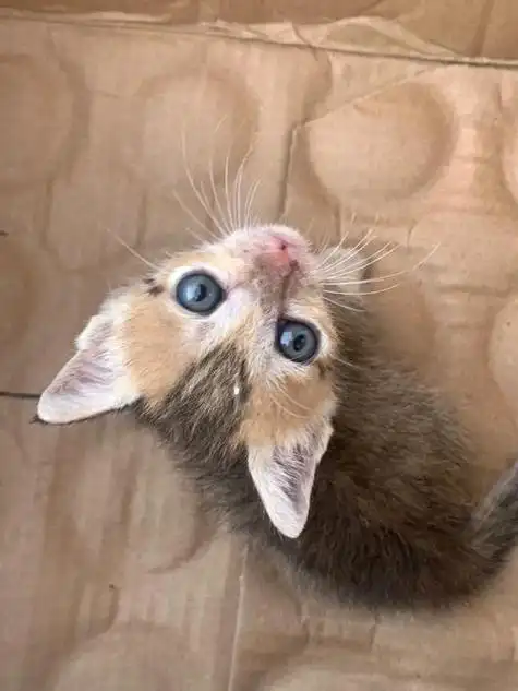 橘色的猫咪品种有美短猫,英短猫,波斯猫,缅因猫等等,橘猫大多为