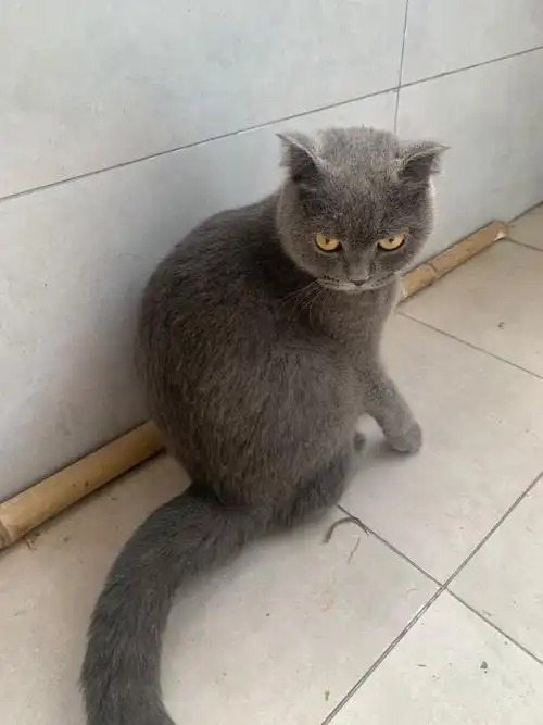 9月18日嘉兴市南湖区吉运桥北侧捡到流浪英短蓝猫英国蓝色短毛猫英短