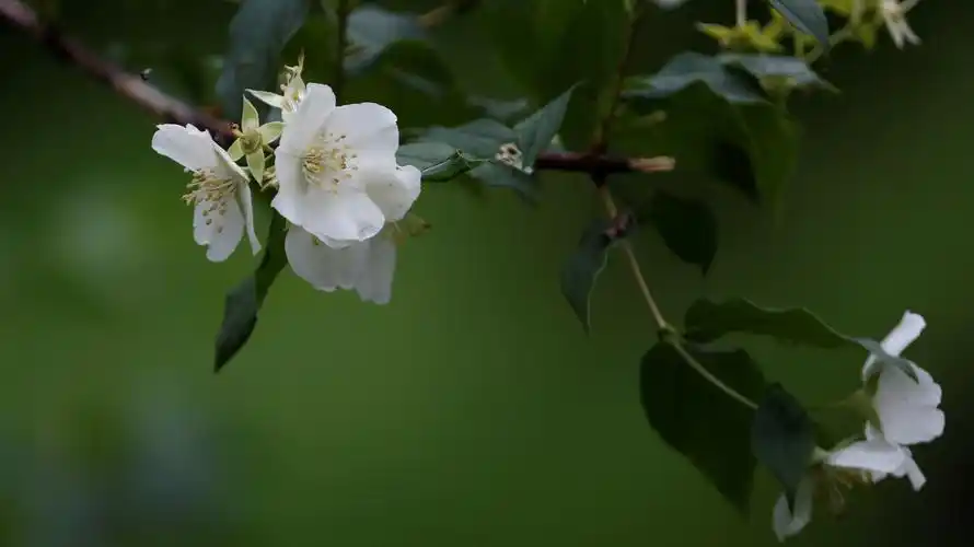 其它 放眼看世界(一)自学摄影笔记,构图 写美篇何谓景深?