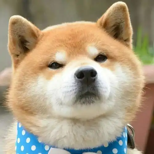 简易动物头像图片大全_头像图片_扣扣乐园