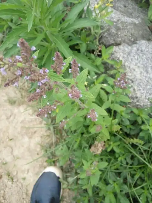 发布于22 分钟前   最佳答案 荔枝草,唇形科植物,也叫雪见草,癞蛤蟆