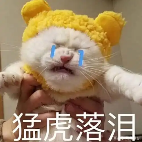 值得收藏的萌猫系列表情包
