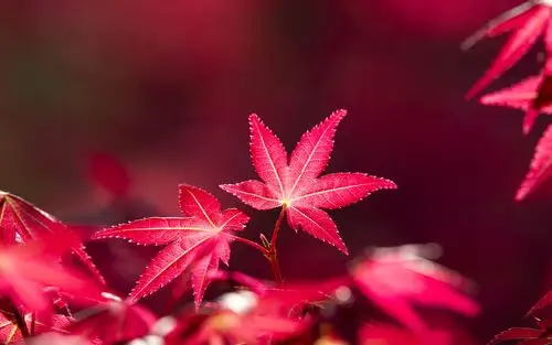 首页 电脑壁纸 热情如火的红枫桌面壁纸 > || 更新时间:2015-04-27