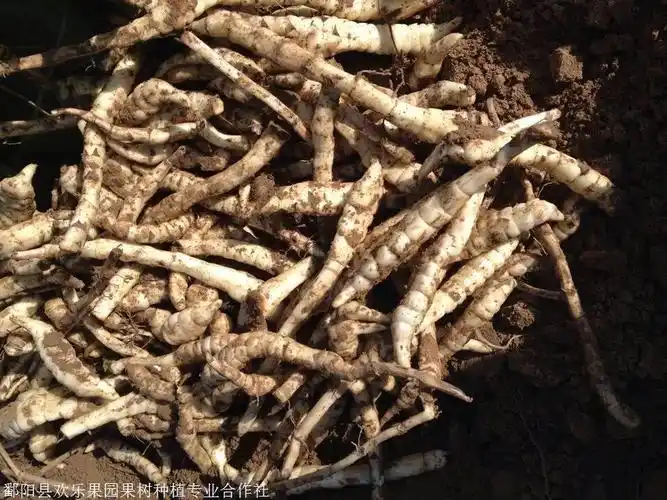 地笋怎么吃地笋批发地笋种根苗批发