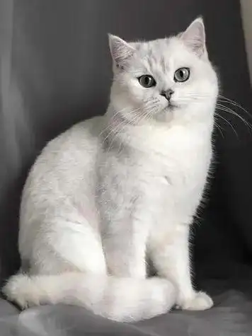 2024最新常见宠物价格表宠物猫