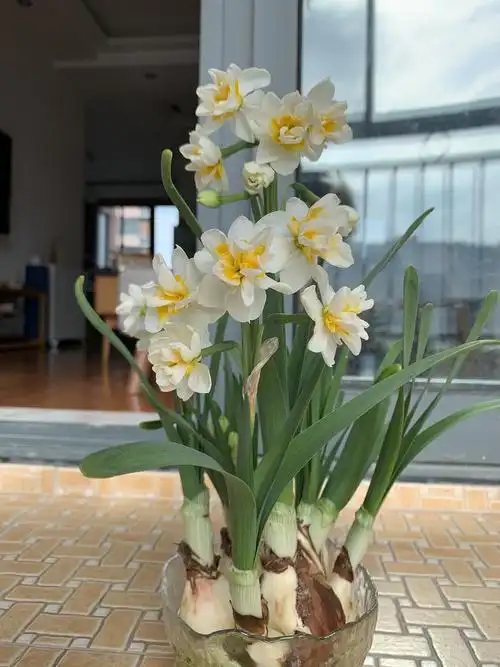 水仙:玉玲珑,金盏银台