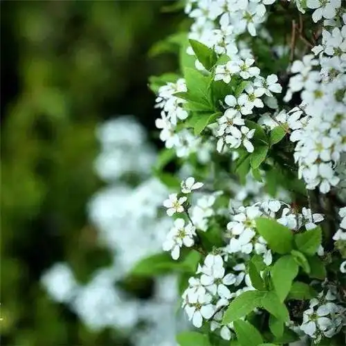 素雅清新花朵头像