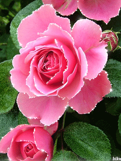 精美的gif闪动花辑