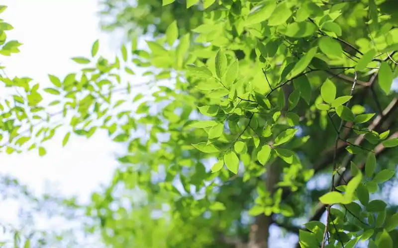 小清新绿色树叶护眼图片桌面壁纸