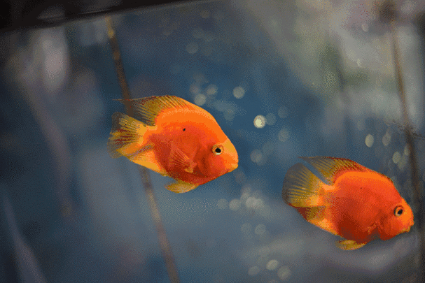 防患于未然丨"五月瘟"将至,养鱼新手看这里!_润博泰斯特