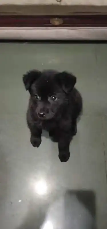 npy家的小黑狗狗敲可爱