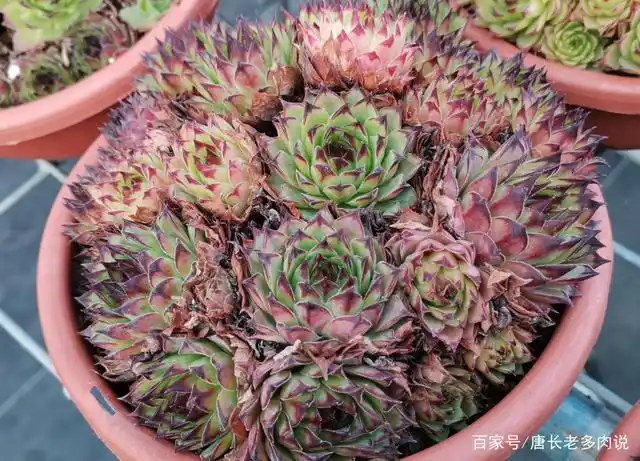 多肉观音莲(多肉观音莲怎么养才能更旺盛)