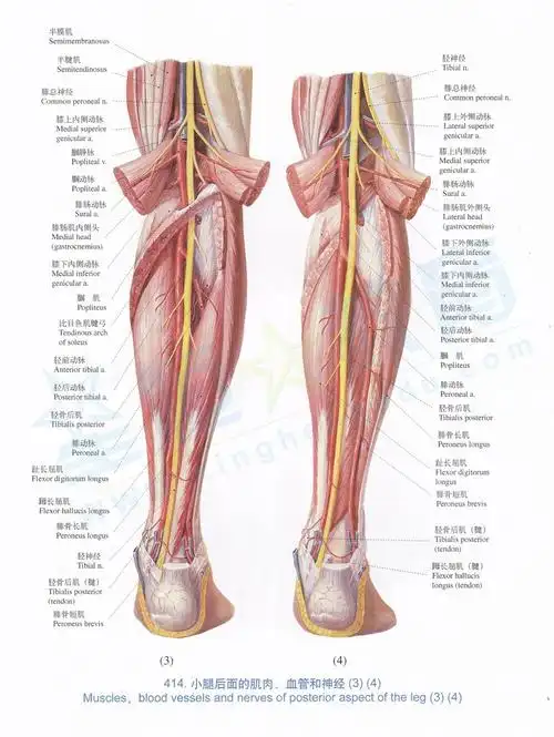 解剖图-小腿后面的肌肉,血管和神经3 .