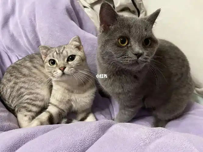 美短和英短生的崽崽会好看吗蓝猫英短美短