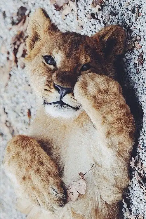 海边迎着微风从我与石榴共白头转采于2020-11-17 16:35:41小狮子(萌)